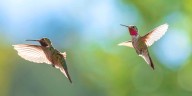 3 Tricks for Telling Male and Female Hummingbirds Apart