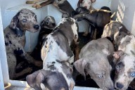 20 Leopard Dogs in Desperate Need of Help Saved from Backyard Breeder (Exclusive)