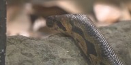 Creature myths: Zoo Knoxville debunks snake tales