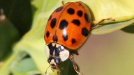 Asian lady beetles are moving indoors. Here's how to get rid of them.