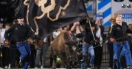 Colorado's live mascot Ralphie VII earns nickname 'Brandy' after classic rock hit by Looking Glass