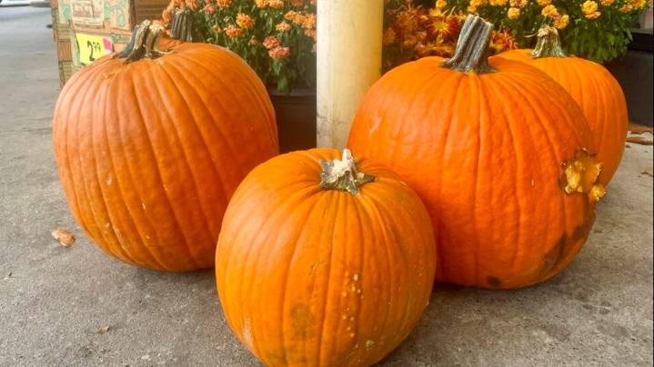 What do I do with my pumpkins after Halloween?