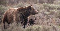 Letter: Don't let Congress roll back progress on protecting grizzly bears
