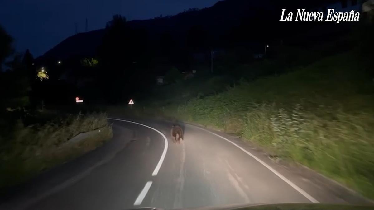 Alarma entre los vecinos por la presencia de osos a las puertas de Oviedo: «Si no se pone remedio van a comernos»