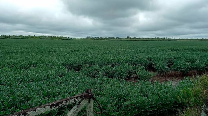 Se esperan lluvias de “variada intensidad” en distintas áreas agrícolas