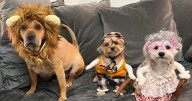 Share a photo of your pet this Halloween