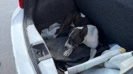 Rescatan a perro pitbull enjaulado y sin agua en Santa Catarina; hay 2 detenidos