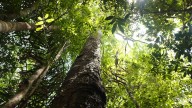Colombia alcanza logros históricos en manejo forestal sostenible con certificación FSC