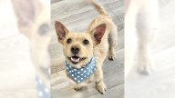 Terrier Rusty loves to interact with new human friends