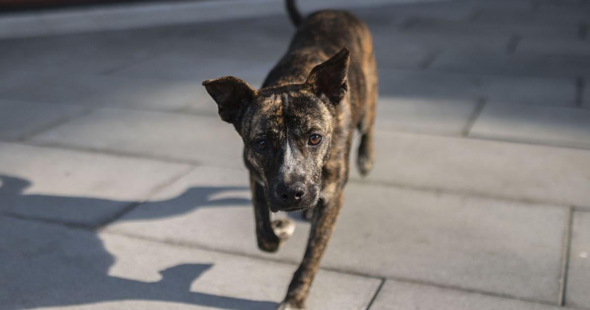 Hombre de 65 años gravemente herido tras ataque de perros en Humacao