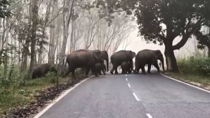Elephant attack claims one life in Ganjam; 29 jumbos spotted in Keonjhar