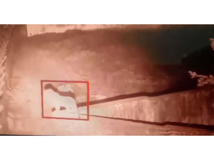 Panic in Ambala village after leopard sighting near Air Force sta