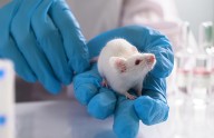 Científicos revierten el alzhéimer en ratones mediante nanopartículas