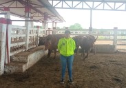 Policía recuperó ganado robado