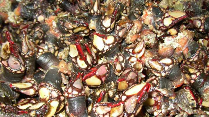 El percebe vasco, en jaque: el furtivismo mengua la especie y obliga a recortes en Gipuzkoa