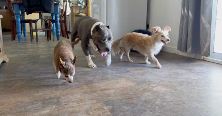 Helping hands needed for furry friends: Old Souls Animal Rescue and Retirement Home searching for volunteers