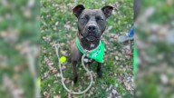 Pennsylvania Dog Waits Four Years For A Home While Shelter Staff Refuse To Give Up