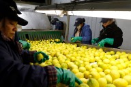 La revancha de una fruta. Colapsó y ahora vive el mayor boom de exportaciones de los últimos años