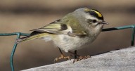 Feathered Friends: Fall is a pretty time of year