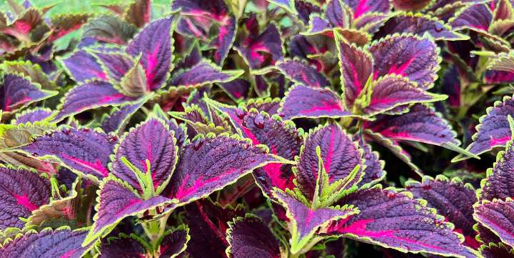 Save Your Coleus Plants NOW Before the First Frost!