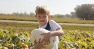 On the right track: Children pick pumpkins at Prairie Village