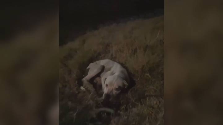 Pit Bull Found On Texas Highway Mourns Beside Lost Friend Until A Stranger Offers Hope