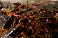 New Brunswick seafood processor fined record $1-million for breaking TFW program rules