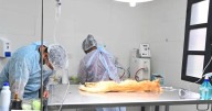 Continúa la campaña de esterilización en distintos puntos de la ciudad