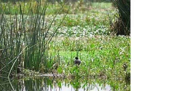 Los humedales de Leticia, Amazonas, deben ser protegidos: Tribunal de Cundinamarca