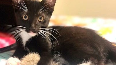 Two senior cats and a kitten available for adoption in Lane County