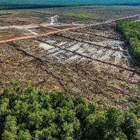 Indonesia growth push sparks fight on deforestation, rights
