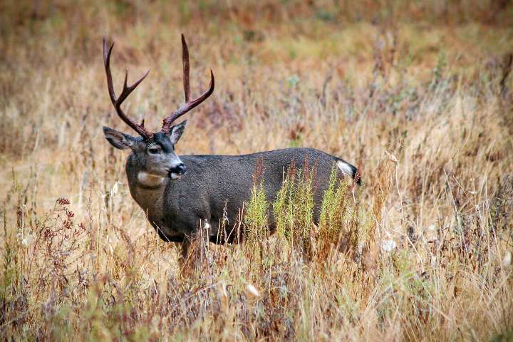 Dead deer may be sign of disease on Whidbey