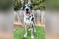 Meet Suddenly Seymour, a big-hearted Great Dane