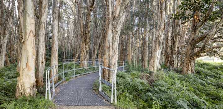 This magical new elevated walkway is hidden in a popular Sydney park