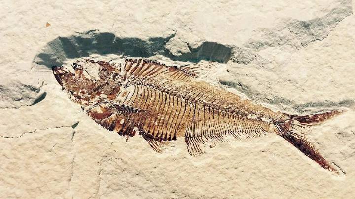 Descubren en Puebla un ‘acuario petrificado’ de 90 millones de años con nueva especie de pez