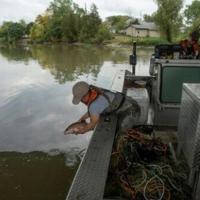 Americans, Canadians unite in battling 'eating machine' carp