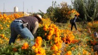 Lluvias en Puebla dejan daños en cultivos de cempasúchil; prevén alza en precio