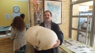 Los hallazgos de setas más sorprendentes: ejemplares espectaculares y récords