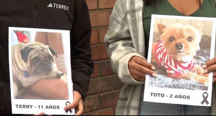 Intoxicación de mascotas en San Isidro: municipio intensifica acciones de limpieza últimas