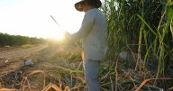 Researchers map heat to protect farmworkers