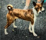 Family dog missing after being struck and fleeing in Farmingdale