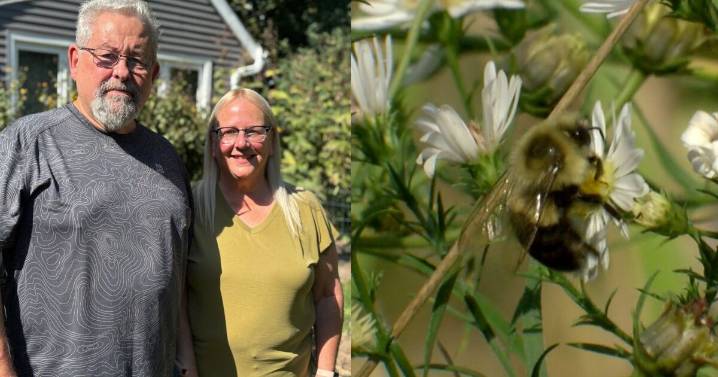 New Berlin couple transforms yard into native bee sanctuary as population declines