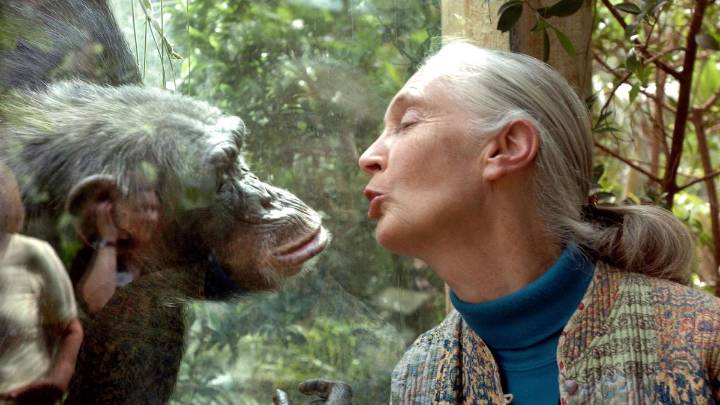Adiós a Jane Goodall, la defensora de los chimpancés