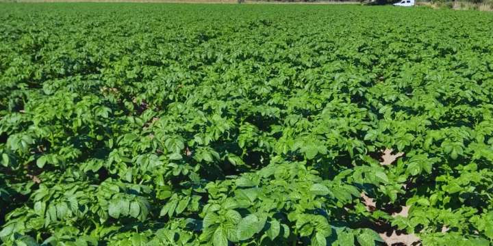 Innovación en Traslasierra: productores de papa adoptan el riego por goteo subterráneo