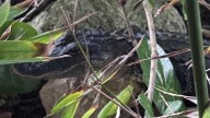 Not-so-happy hour: Gator spotted by entry to bar