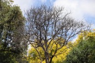 El 60 por ciento de árboles en la Alameda Hidalgo tienen plaga de muérdago