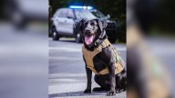 Georgia K-9 Wins Hearts With Her Loyalty, Skill, And Unbreakable Bond With Her Handler