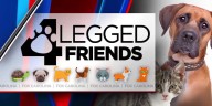 4 Legged Friends