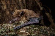 World’s 1,500th known bat species confirmed from Equatorial Guinea