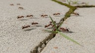 Adiós a las hormigas en el jardín: cuál es la fruta que las ahuyenta y cómo usarla